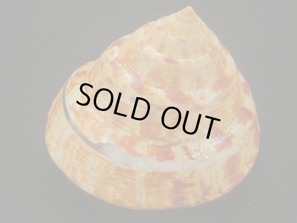 画像3: アダンソンオキナエビス (3)