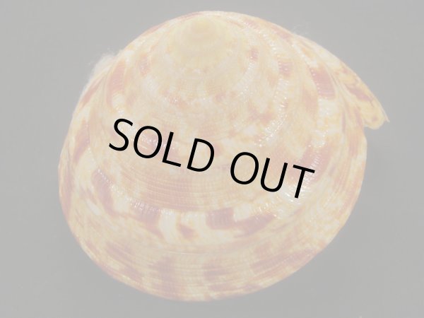 画像4: アダンソンオキナエビス (4)