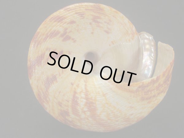 画像5: アダンソンオキナエビス (5)