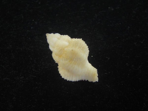 画像2: ミユキカセン (2)