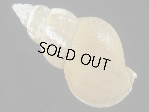 画像2: フジイロバイ　老成　美品 (2)