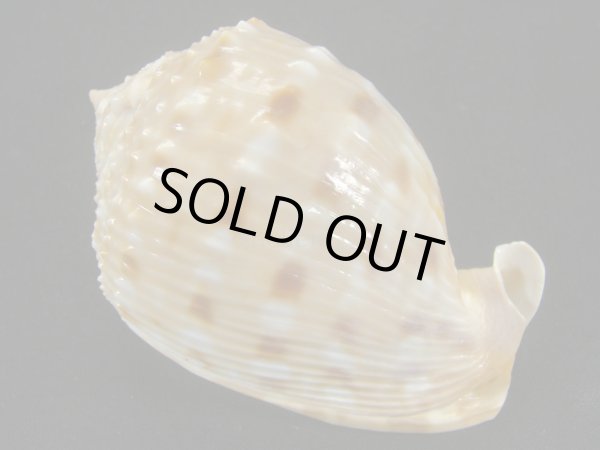 画像2: アフリカウラシマ ウエスタンサハラフォーム ドワフ (2)