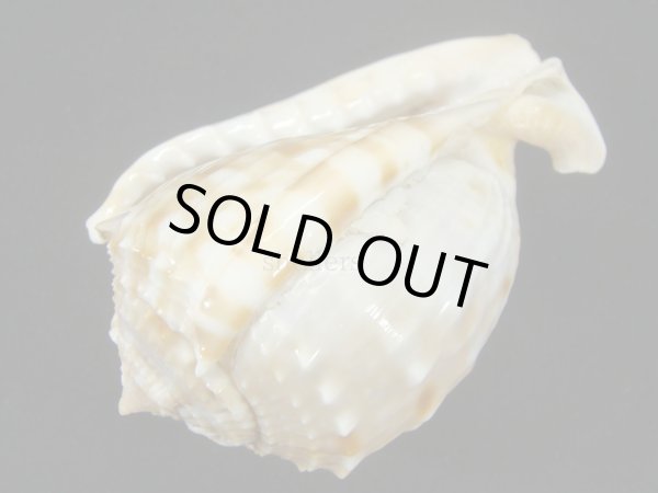 画像3: アフリカウラシマ ウエスタンサハラフォーム ドワフ (3)