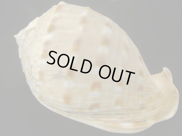 画像2: アフリカウラシマ ウエスタンサハラフォーム 死殻だけど老成・美品 (2)