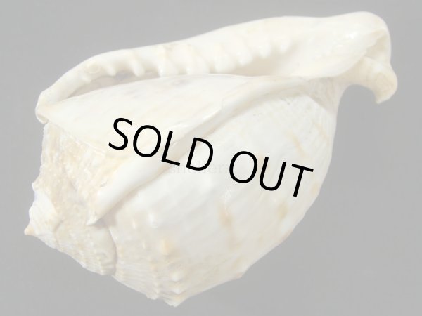 画像3: アフリカウラシマ ウエスタンサハラフォーム 死殻だけど老成・美品 (3)