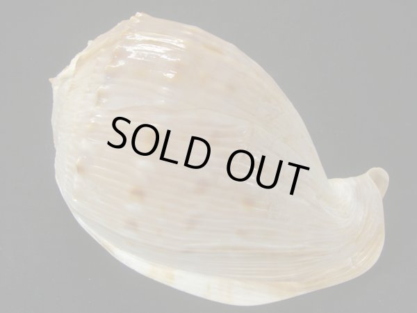 画像2: アフリカウラシマ ウエスタンサハラフォーム 大 美品 (2)