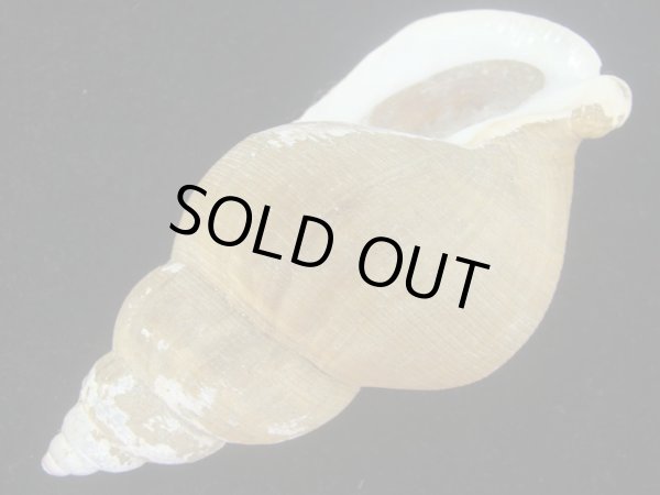 画像3: フジイロバイ　老成　美品 (3)