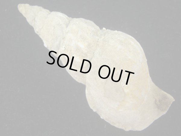 画像2: マエヒラエゾバイ　77.5ｍｍ　大 (2)