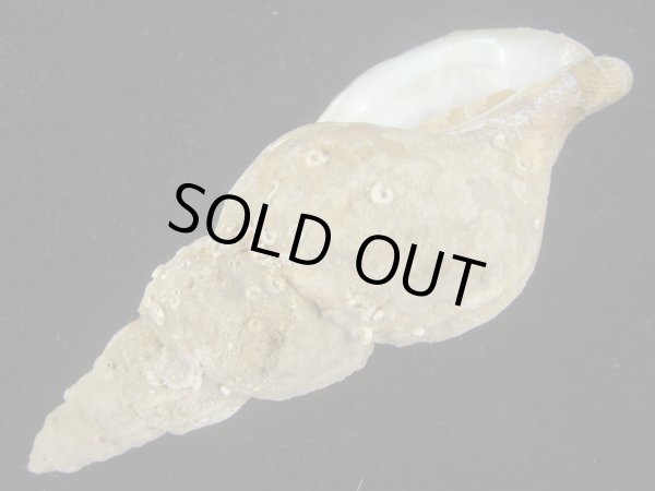 画像3: マエヒラエゾバイ　77.5ｍｍ　大 (3)