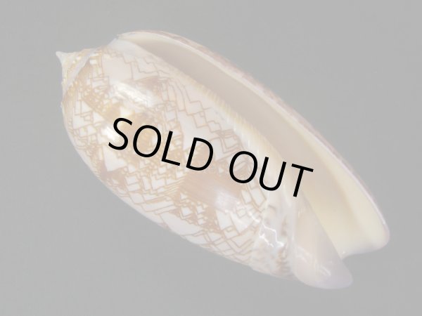 画像1: ニシキマクラ　濃色 (1)