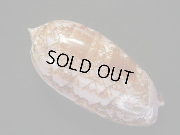 画像2: ニシキマクラ　濃色 (2)