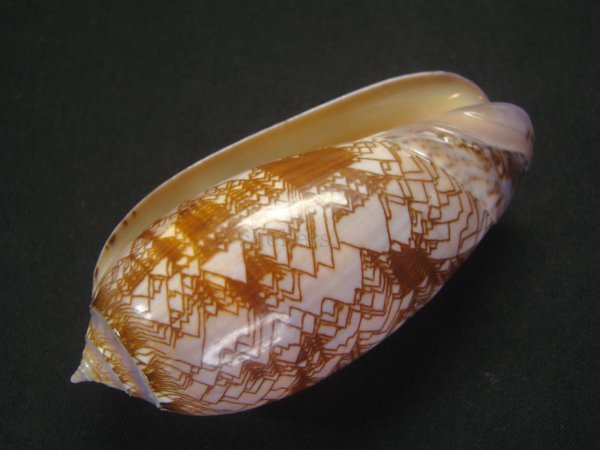 画像3: ニシキマクラ　濃色 (3)