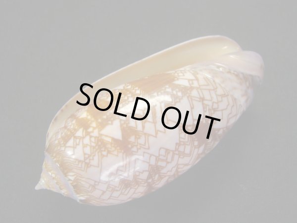 画像3: ニシキマクラ　濃色 (3)