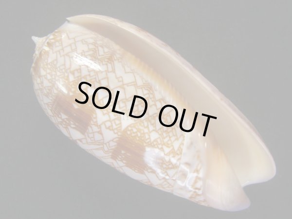 画像1: ニシキマクラ (1)