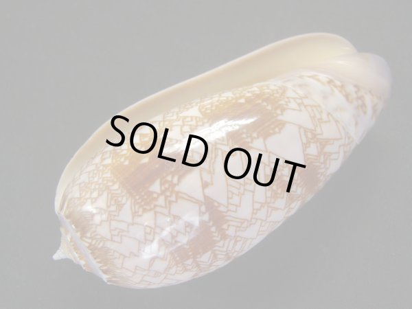 画像3: ニシキマクラ (3)