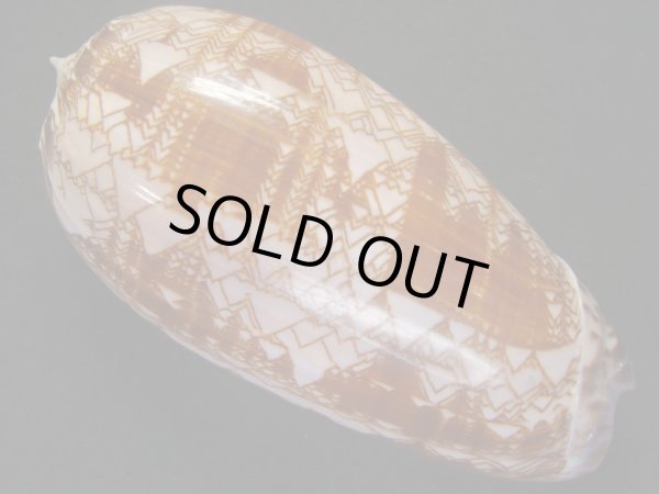 画像2: ニシキマクラ 大 濃色 (2)