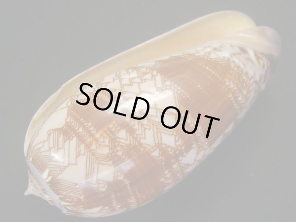 画像3: ニシキマクラ 大 濃色 (3)