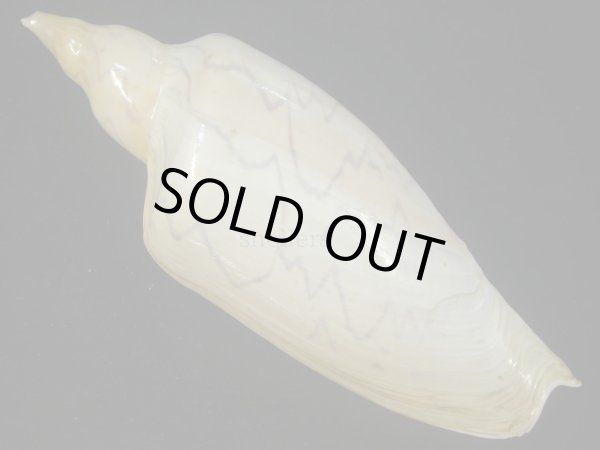 画像2: ヒシメロン(Zidona dufresnii) 大　美品 (2)