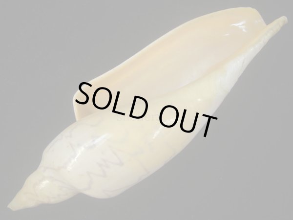 画像3: ヒシメロン(Zidona dufresnii) 大　美品 (3)