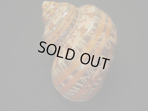 画像2: ハテルマリュウテンサザエ　濃色 (2)