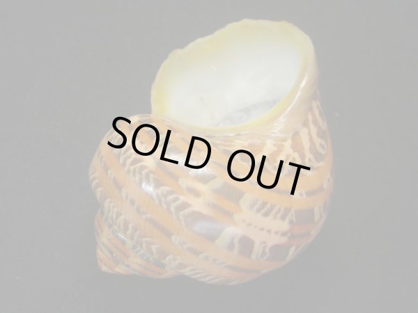 画像3: ハテルマリュウテンサザエ　濃色 (3)