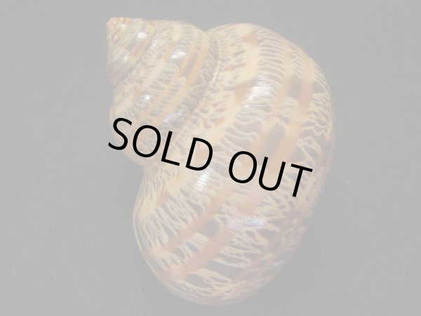 画像2: ハテルマリュウテンサザエ 濃色 (2)