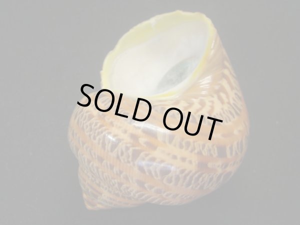 画像3: ハテルマリュウテンサザエ 濃色 (3)