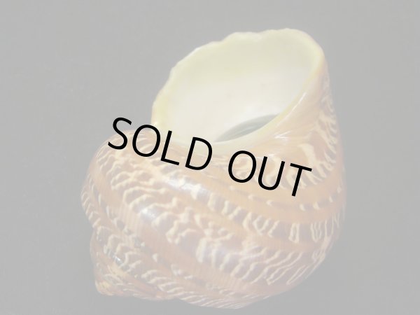 画像3: ハテルマリュウテンサザエ　特濃色 (3)