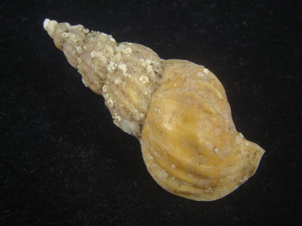 画像2: マエヒラエゾバイ(Buccinum maehirai) 濃色　美品 (2)