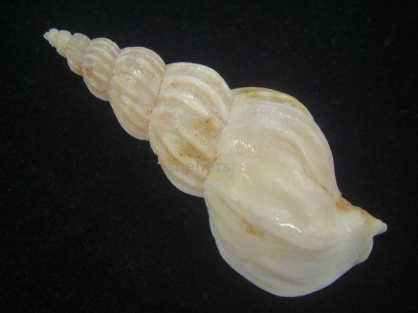 画像2: マエヒラエゾバイ(Buccinum maehirai) クリーニング済み (2)