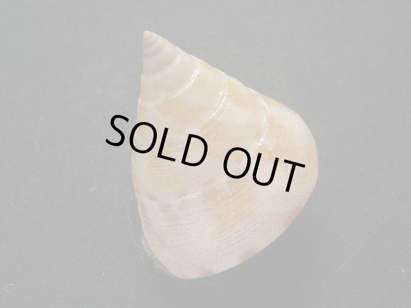 画像2: ヒラコマ (2)