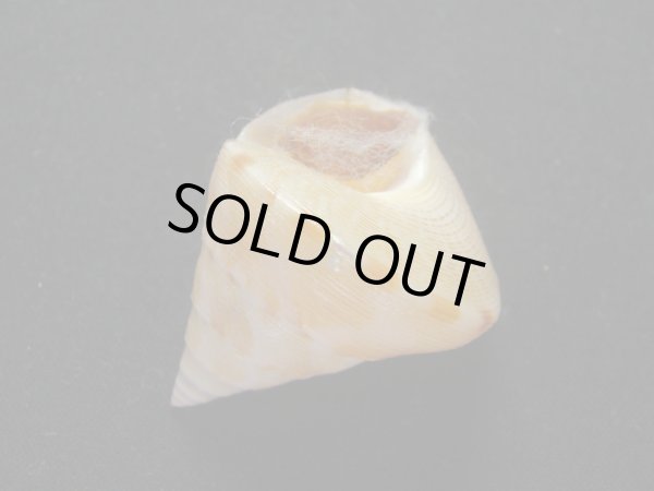 画像3: ヒラコマ (3)