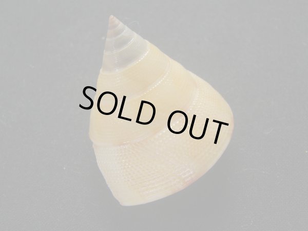 画像2: ヒラコマ (2)