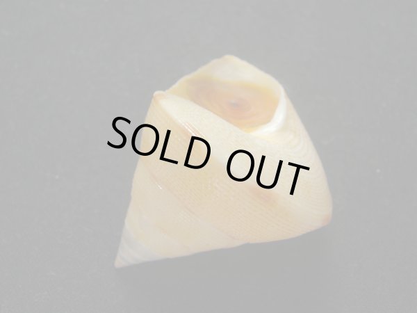 画像3: ヒラコマ (3)