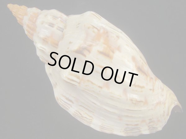 画像2: オマツリボラ(Festilyria festiva) 死殻だけど特美品 (2)