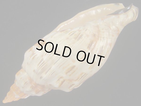 画像3: オマツリボラ(Festilyria festiva) 死殻だけど特美品 (3)