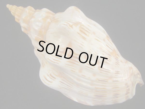 画像2: オマツリボラ(Festilyria festiva) 美品 (2)