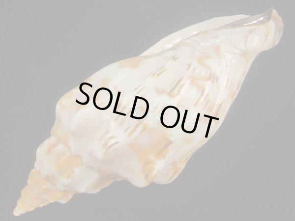 画像3: オマツリボラ(Festilyria festiva) 美品 (3)