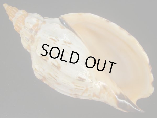 画像1: オマツリボラ(Festilyria festiva) 大 (1)