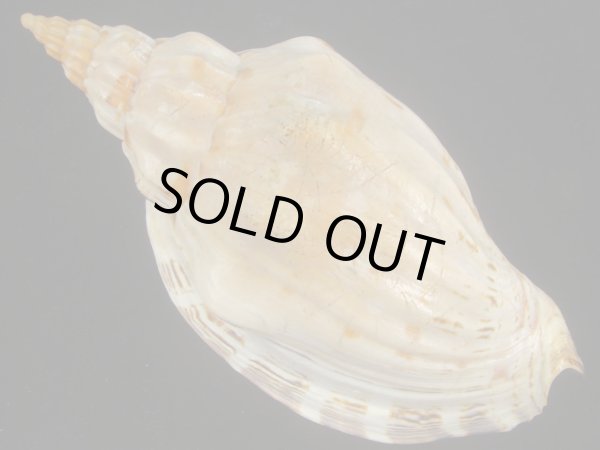 画像2: オマツリボラ(Festilyria festiva) 大 (2)