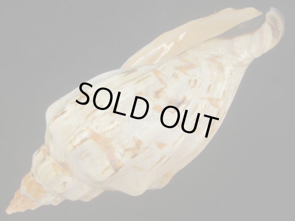 画像3: オマツリボラ(Festilyria festiva) 大 (3)