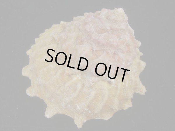 画像3: アンダーソンハリサザエ(Bolma andersoni) 美品 (3)