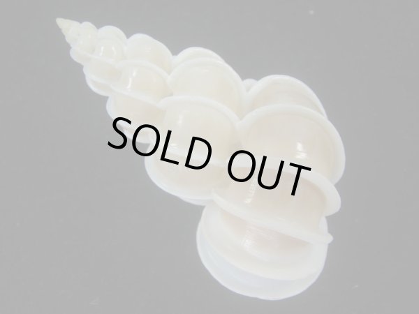 画像2: オオイトカケ(Epitonium scalare) 大　美品 (2)