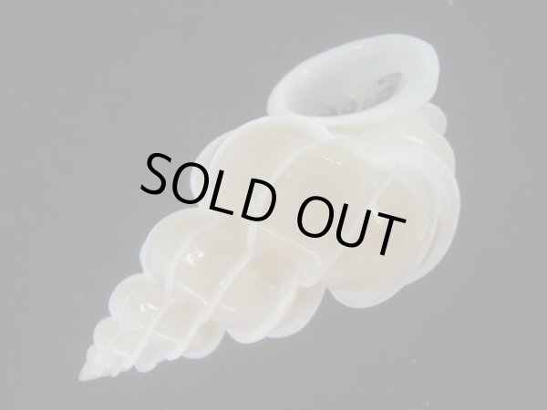 画像3: オオイトカケ(Epitonium scalare) 大　美品 (3)