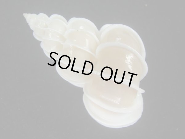 画像2: オオイトカケ(Epitonium scalare) 大　美品 (2)