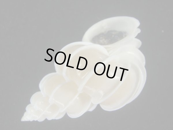 画像3: オオイトカケ(Epitonium scalare) 大　美品 (3)