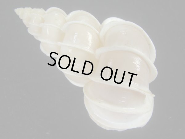 画像2: オオイトカケ(Epitonium scalare) 大　老成　美品 (2)