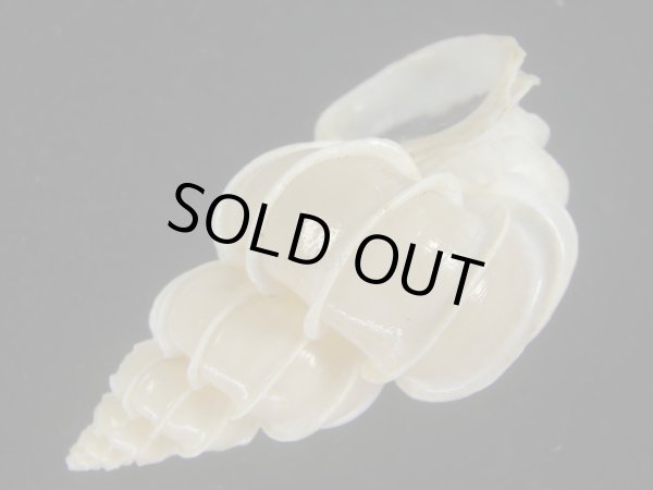 画像3: オオイトカケ(Epitonium scalare) 大　老成　美品 (3)