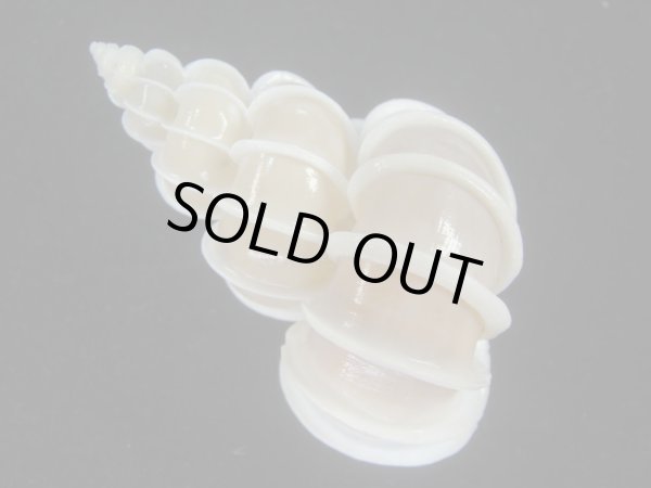 画像2: オオイトカケ(Epitonium scalare) 老成　美品 (2)