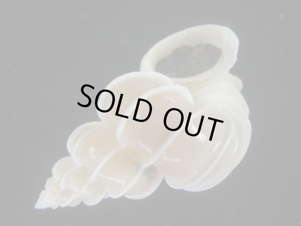 画像3: オオイトカケ(Epitonium scalare) 老成　美品 (3)